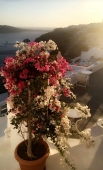 صورة العضو  تالا