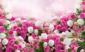 صورة العضو  Optimizim